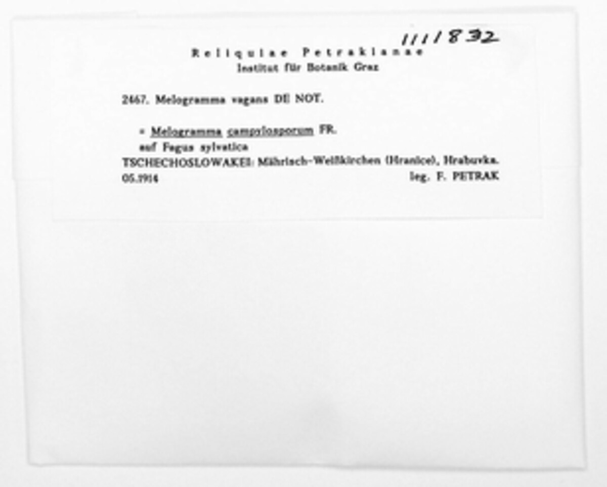 Melogramma campylosporum image